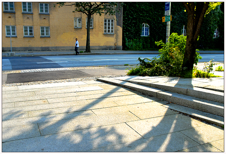 Trees and shadow