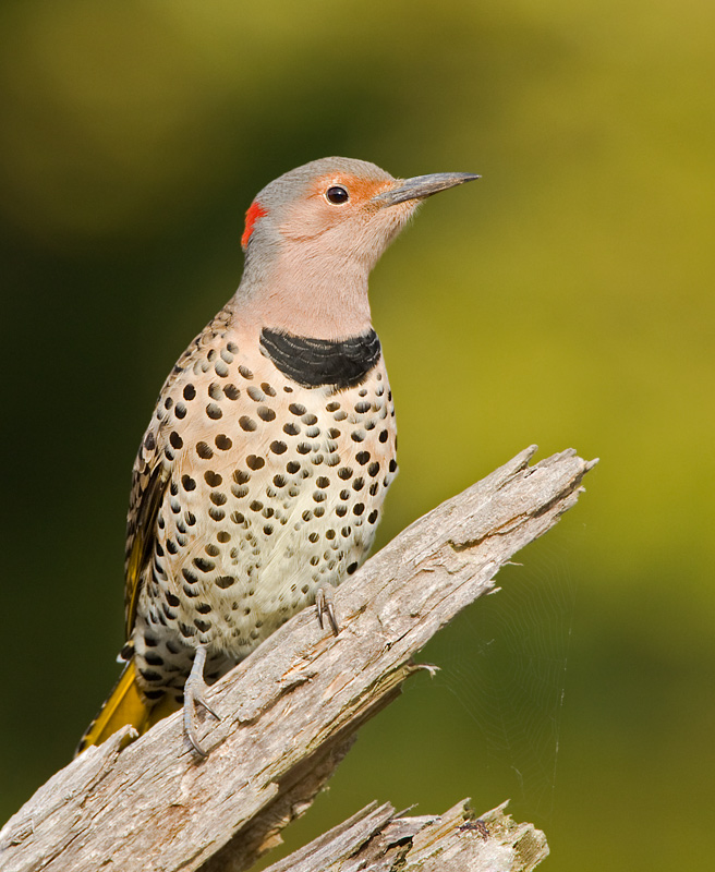 NorthernFlicker07-9051-1.jpg