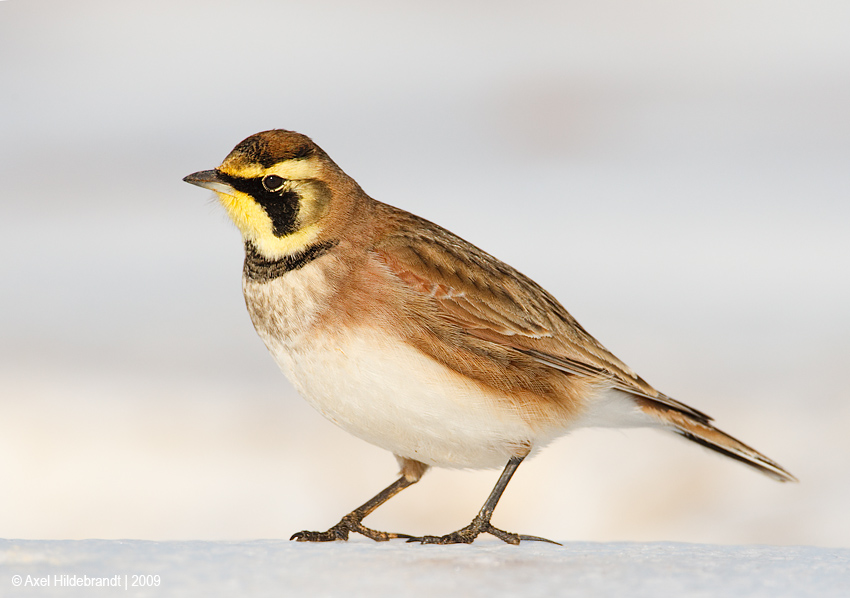 HornedLark26c1366.jpg