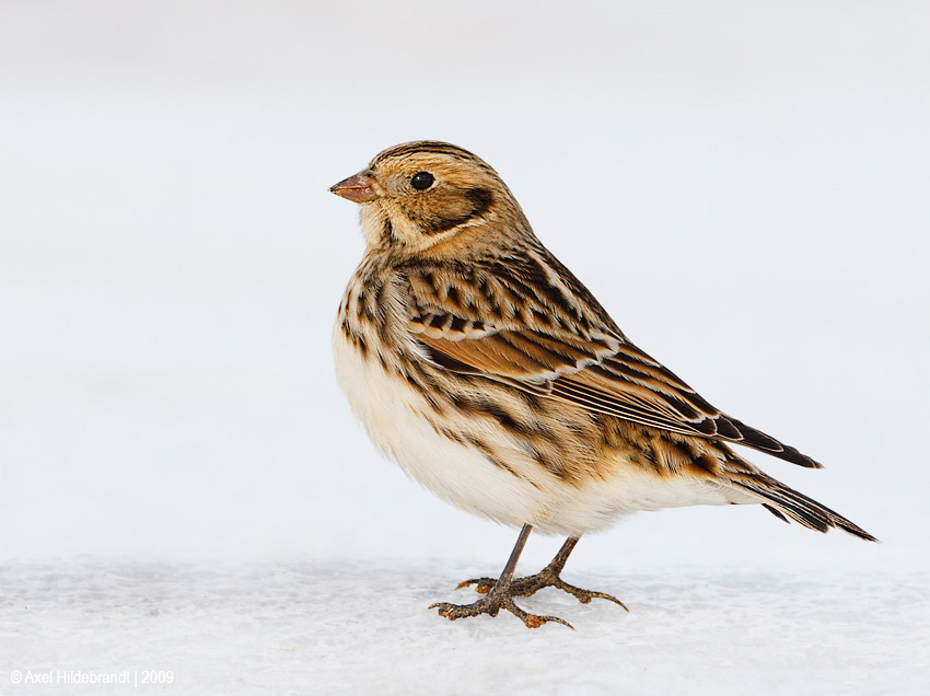 LaplandLongspur10c1713.jpg