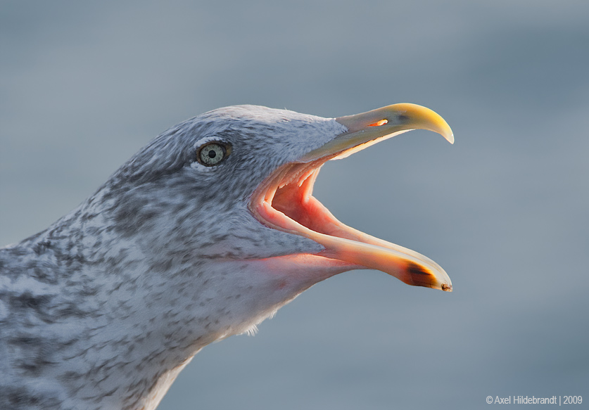 HerringGull28c1495.jpg