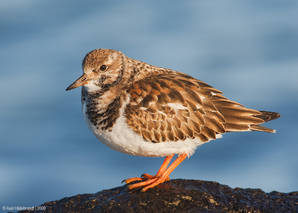 RuddyTurnstone35c0918.jpg