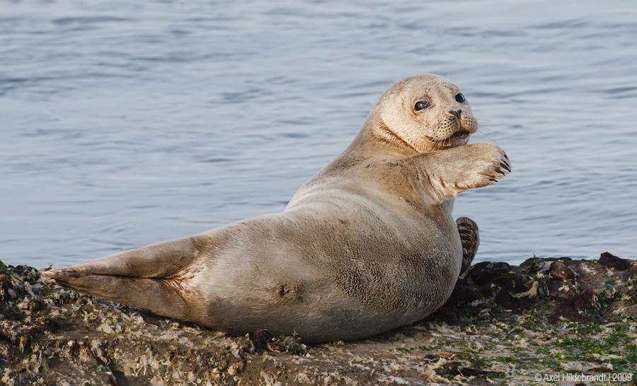 HarborSeal12c8649_1.jpg