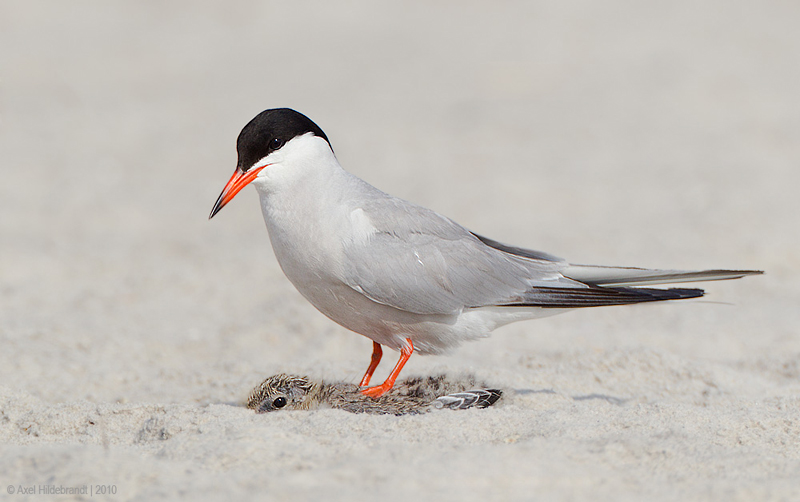 CommonTern63c0345.jpg