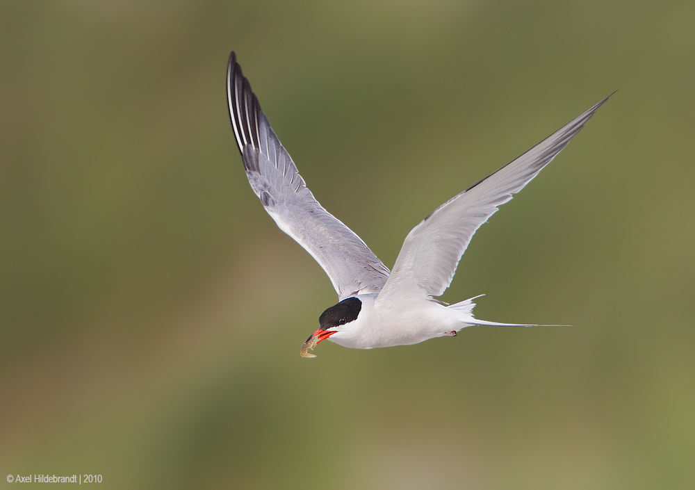 CommonTern68c2623.jpg