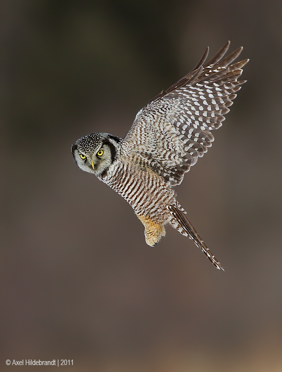 NorthernHawkOwl06c8972.jpg