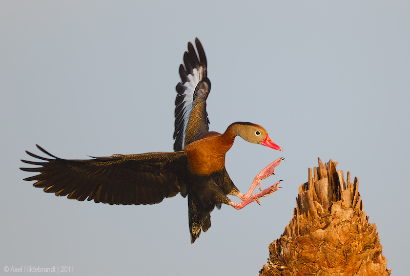 Black-belliedWhistlingDuck06c0964.jpg