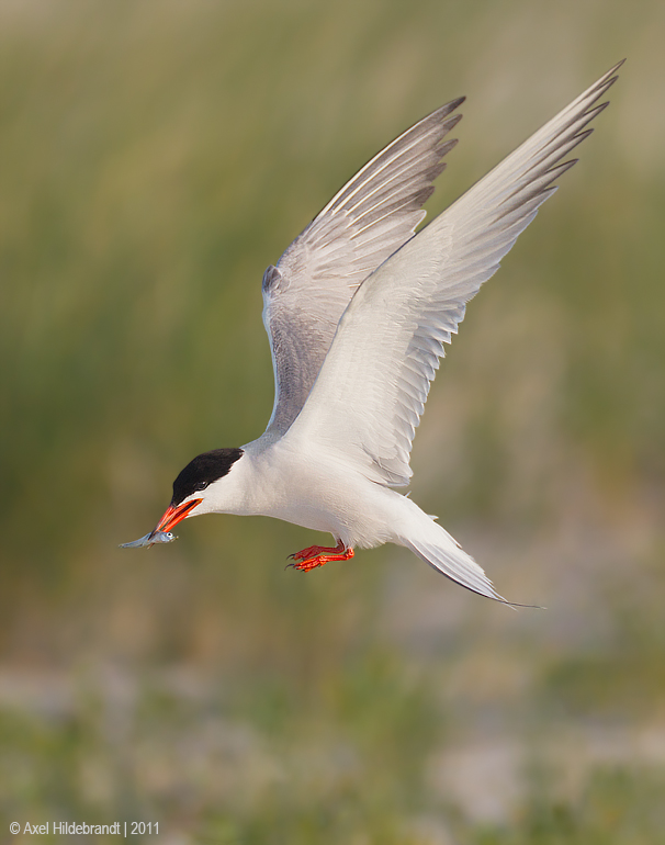 CommonTern73c2792-2.jpg