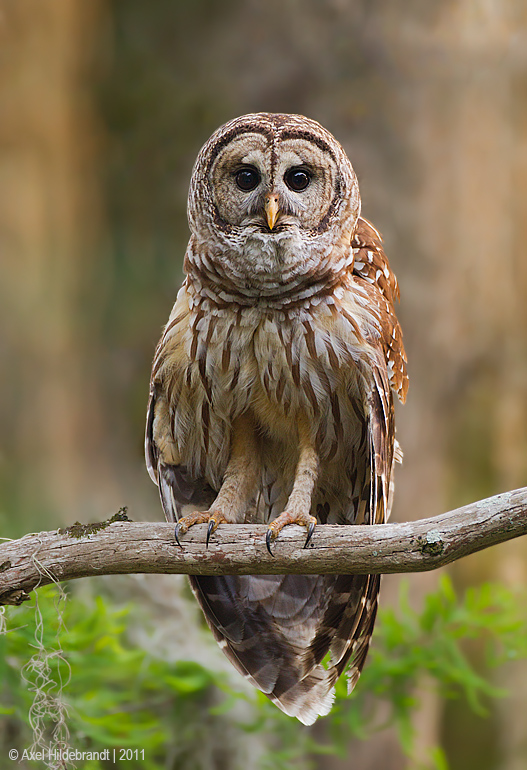 BarredOwl06c3528.jpg