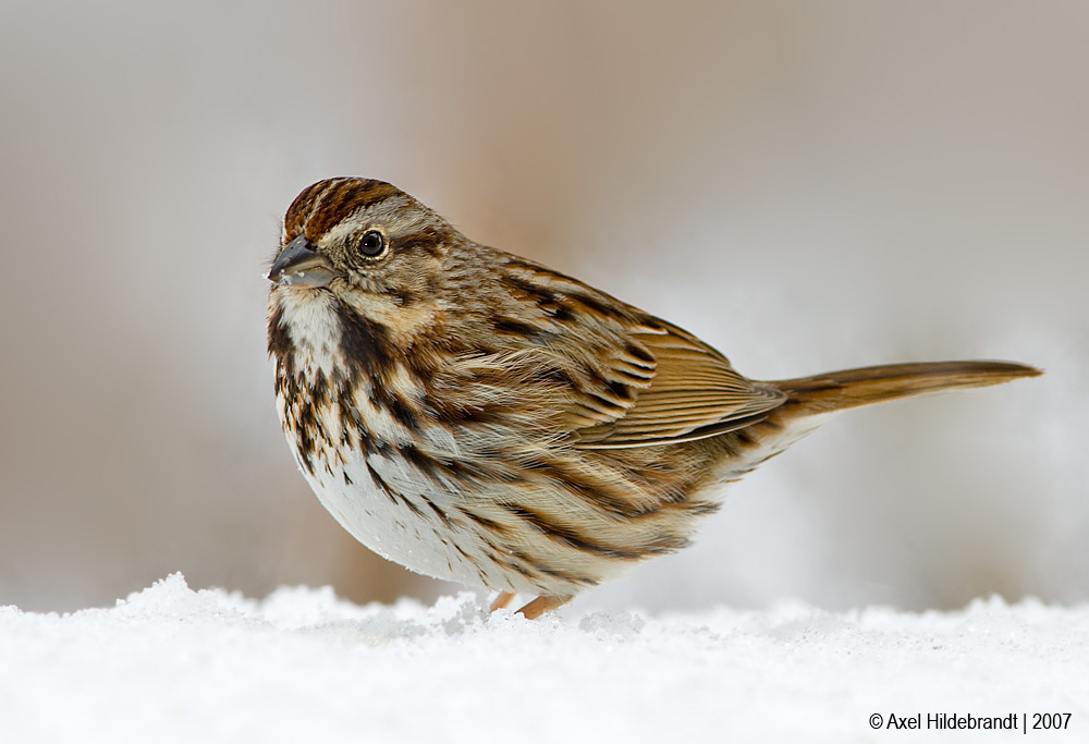 SongSparrow07c1265.jpg