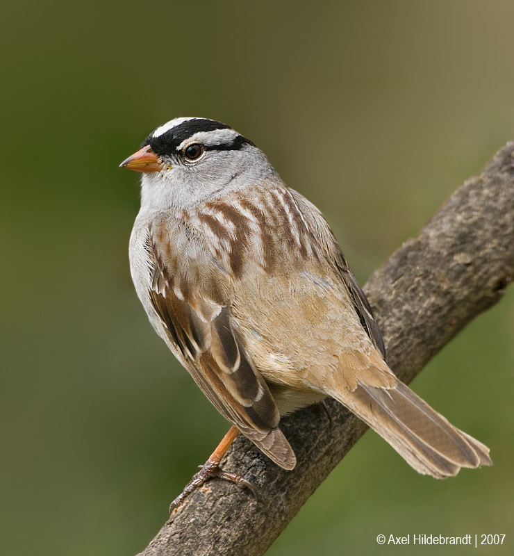 White-crownedSparrow02c5965.jpg