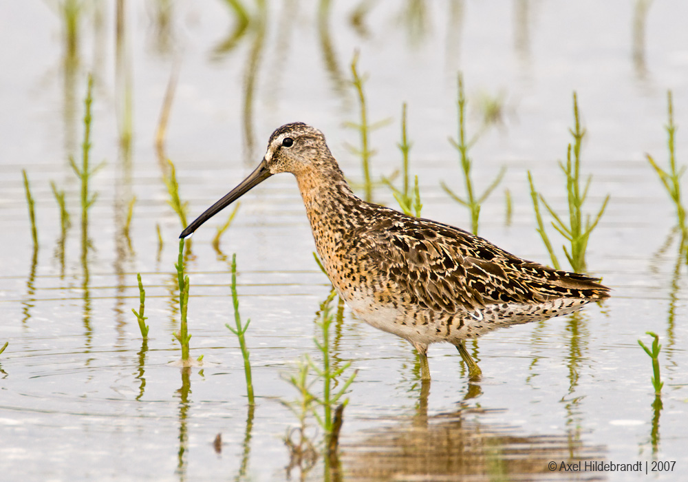 Short-billedDowitcher01c2733.jpg