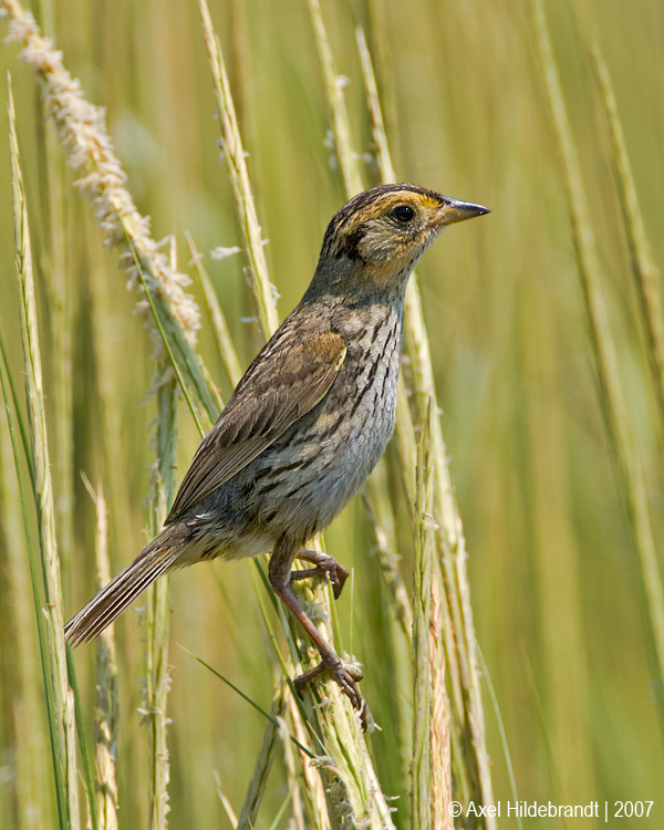 SaltmarshSharp-tailedSparrow02c5808.jpg