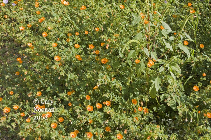 arizona poppy 08232008_MG_7664 copy.jpg