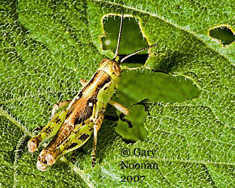 Grasshopper is camouflaged when on green leaves and is eating it way through the leaf.