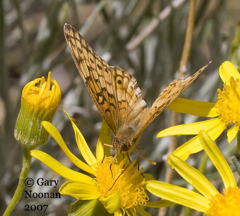 Variegated fritillary.