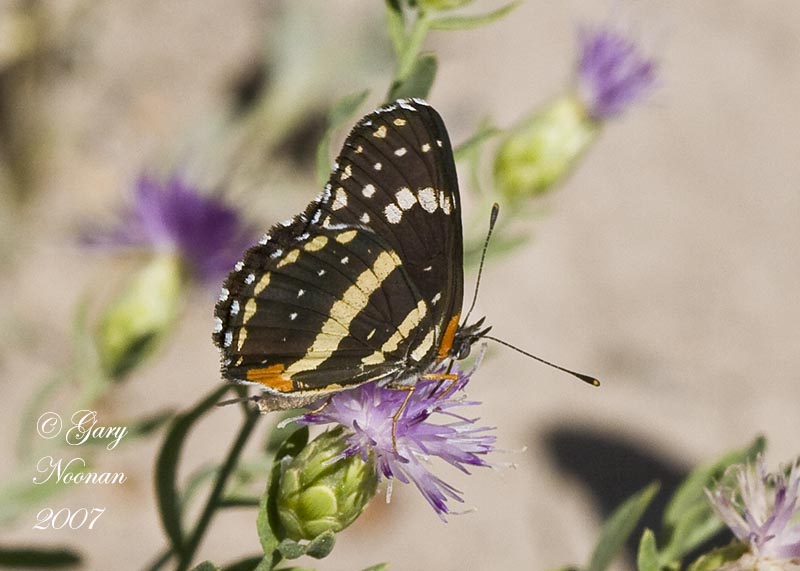 Bordered patch.