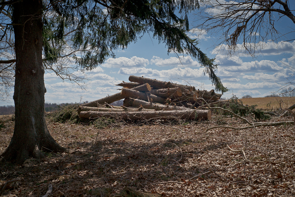 Pile of logs