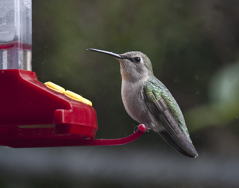 Female Annas Humming Bird