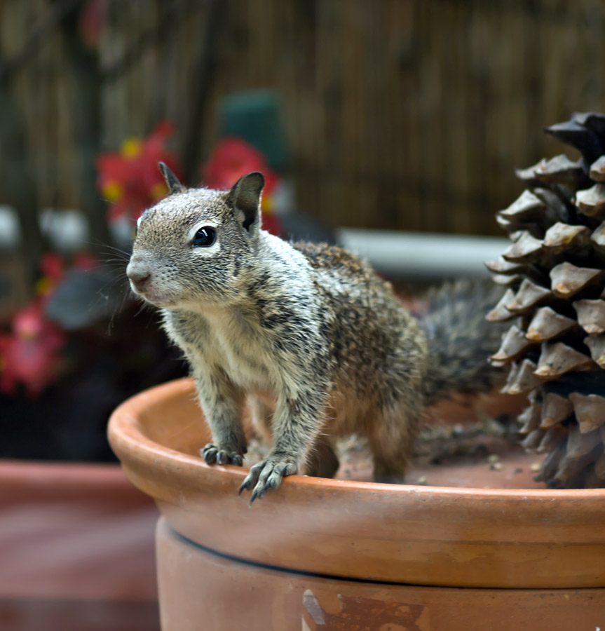 Baby California Gray Squirrel