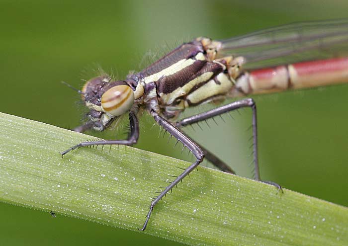 Large Red Damselfly