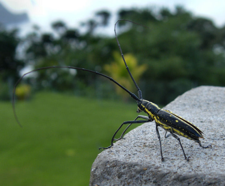 Weird insect, Flagstaff Hill