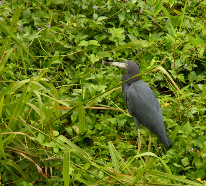 Little Blue Heron Speyside