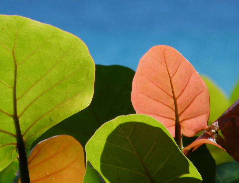 Leaves by the sea, Speyside