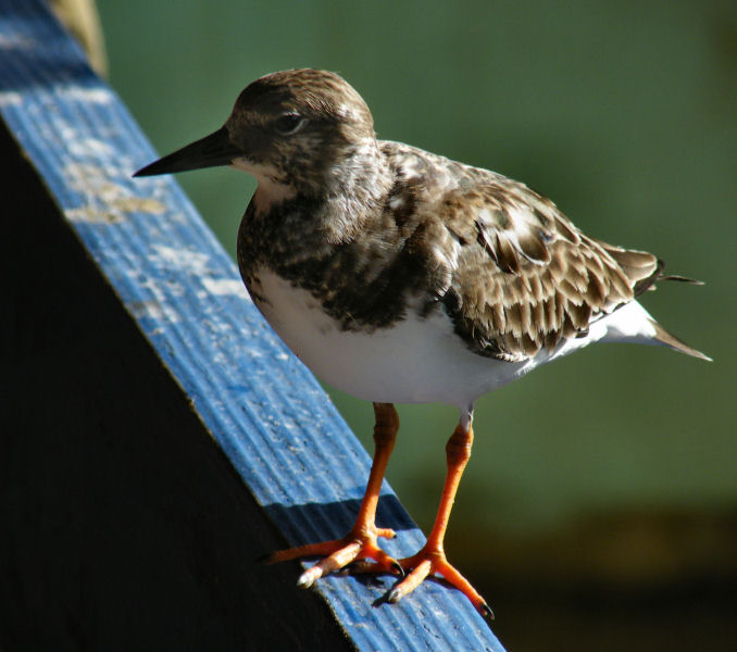 Ruddy Turnstone, Blue Waters Inn