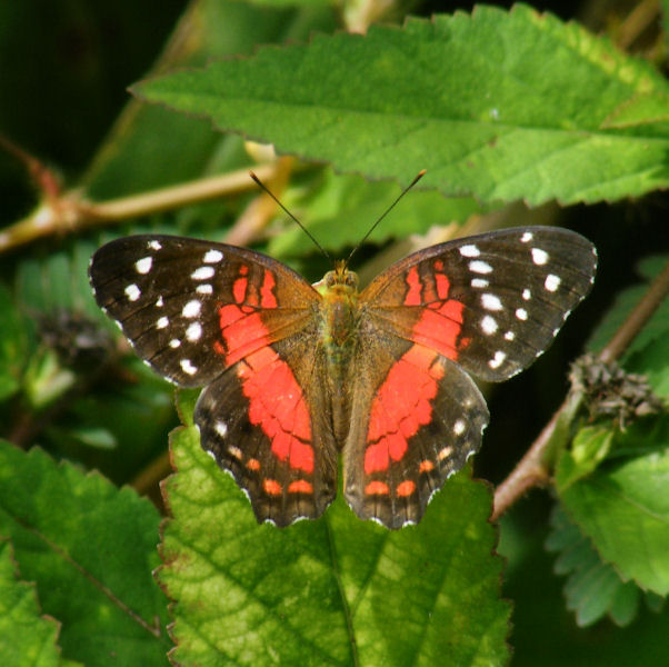 Red/Brown Anartia  amathea (Coolie) butterfly, Starwood Trail