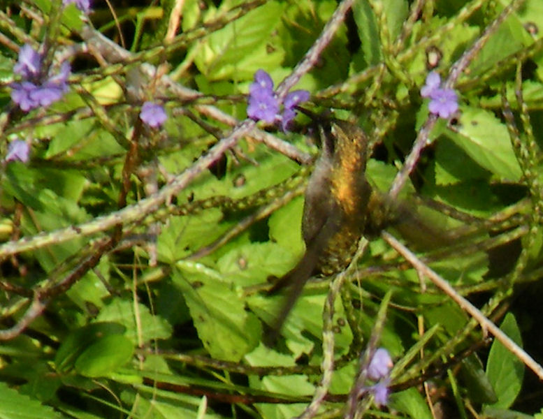 Copper rumped hummingbird Starwood Trail