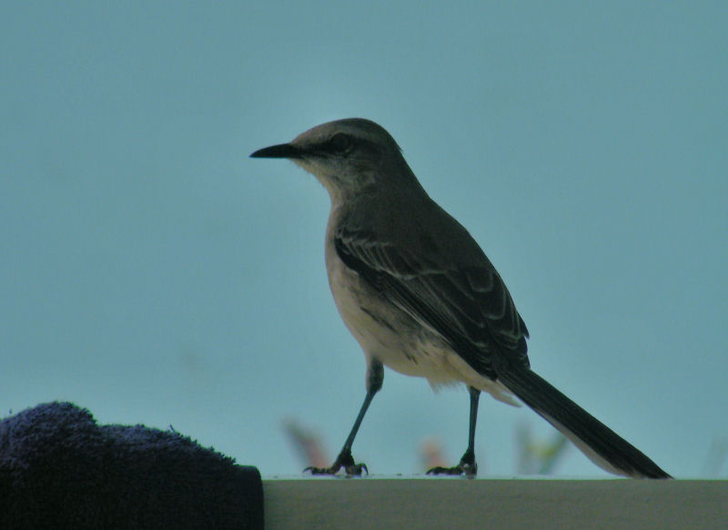 Tropical Mocking Bird
