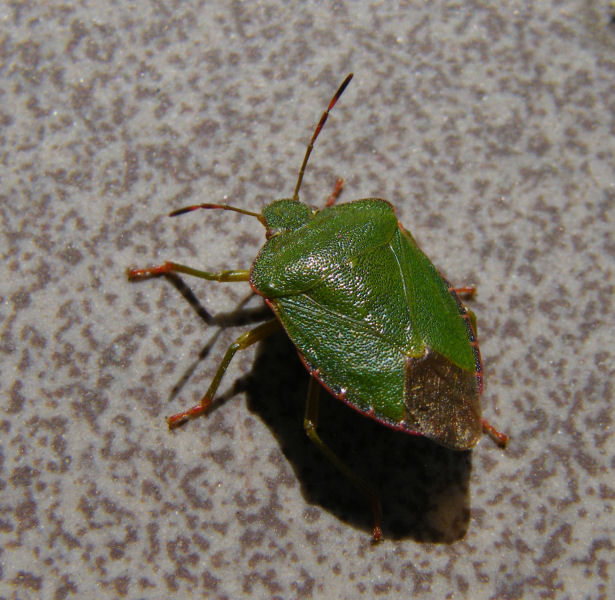 Shield bug, Bielowieza
