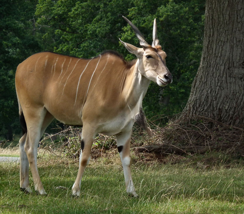Eland