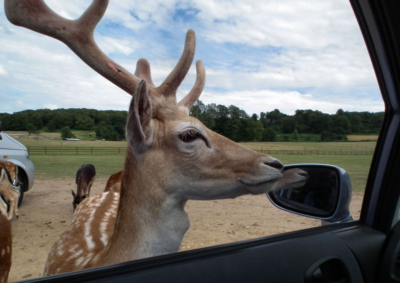  Feeding the Fallow Deer stags