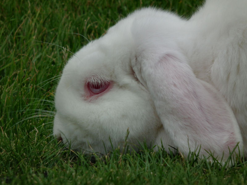 Floppy Eared Albino Rabbit