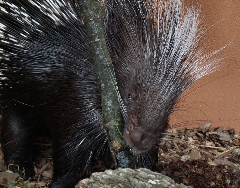 Porcupine Knawing