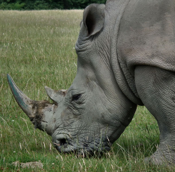 White Rhinoceros