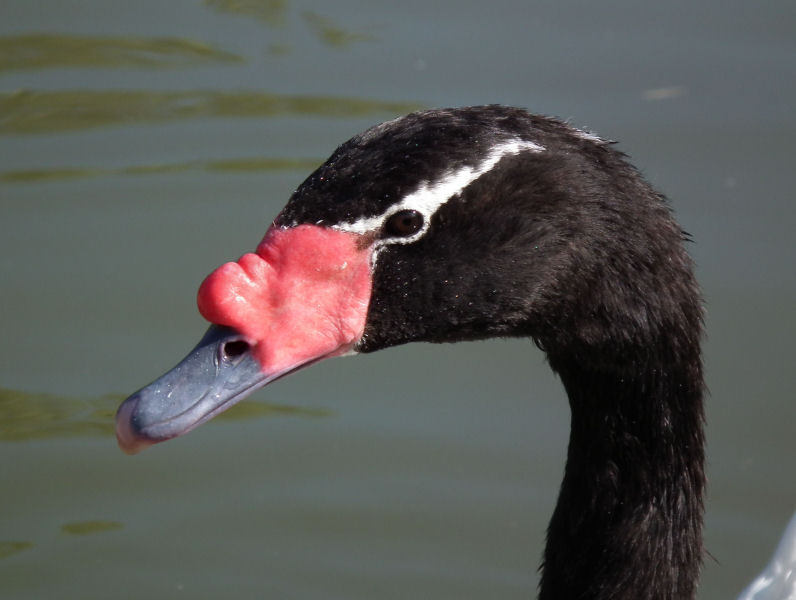 Black Necked Swan