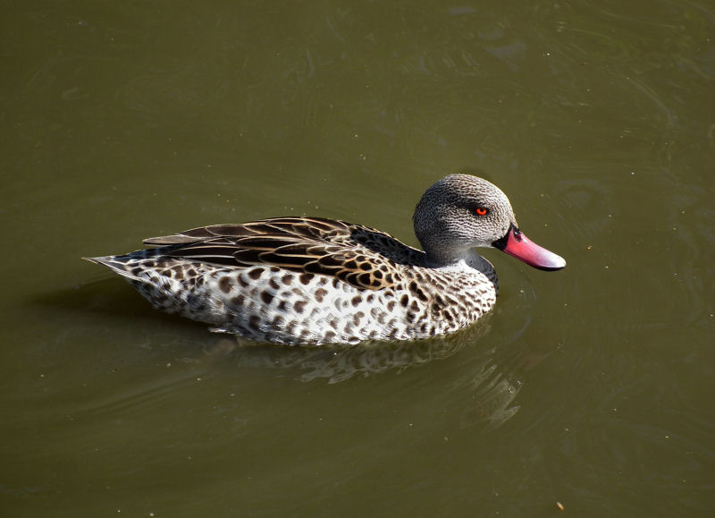 Cape Teal