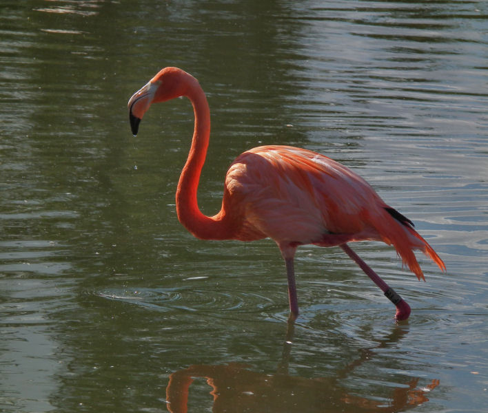 Caribbean Flamingo