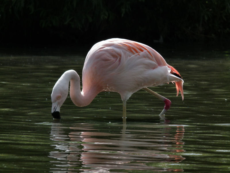 Chilean flamingo