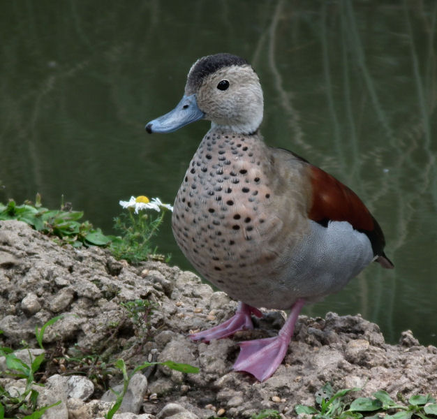 Ringed Teal