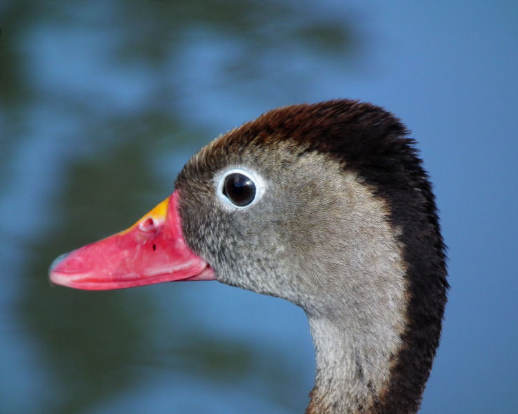 Wandering Whistling Duck head