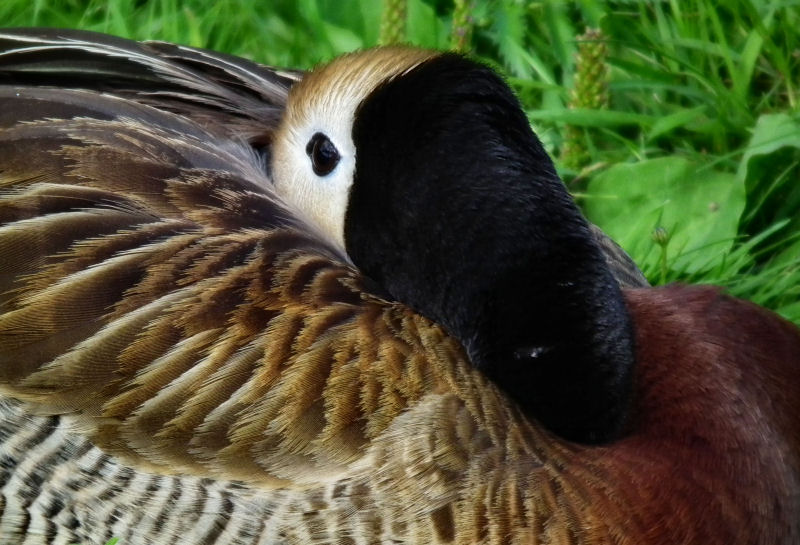 White Faced Whistling Duck