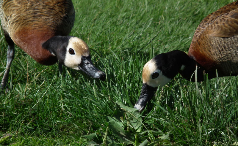 White Faced Whistling Ducks
