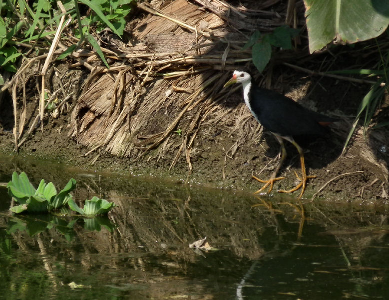 Jacana_ young bronze-winged perhaps_Gaida Lodge