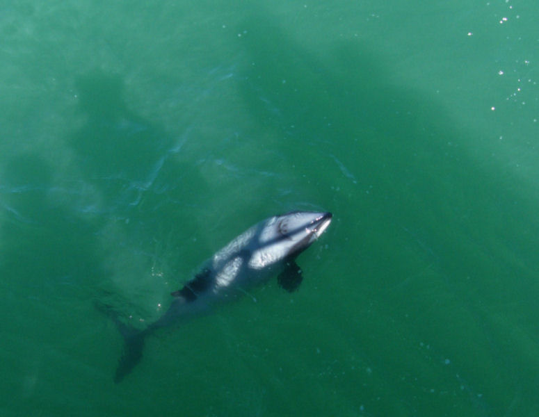 Hectors Dolphin, Akaroa.JPG