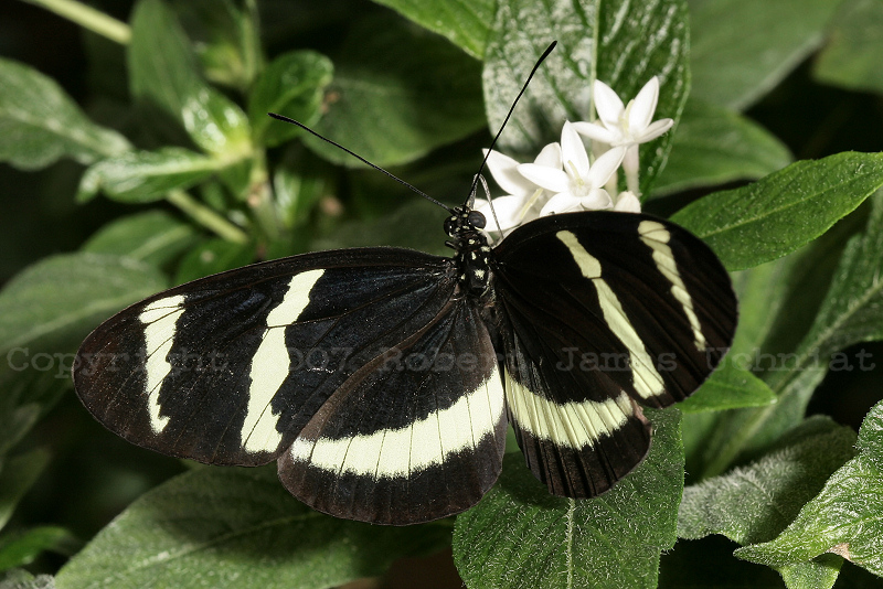 Heliconius hewitsoni 07.JPG