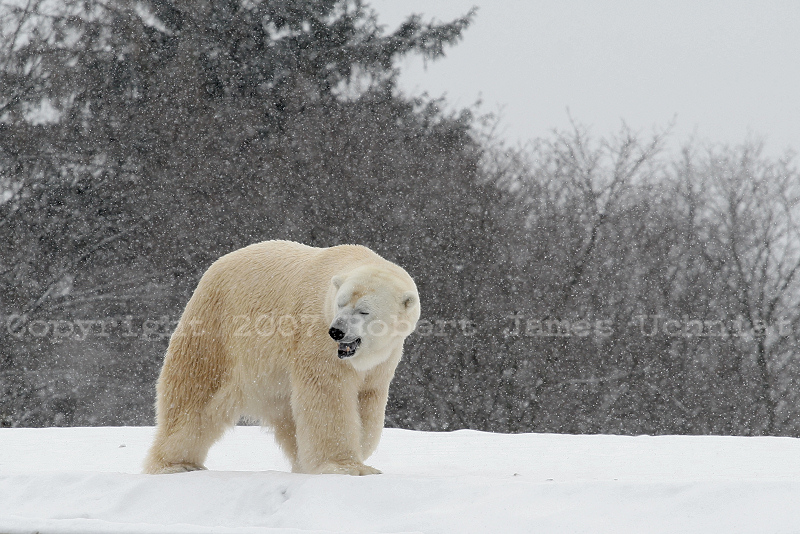Polar Bear 2 Detroit Zoo 07.JPG
